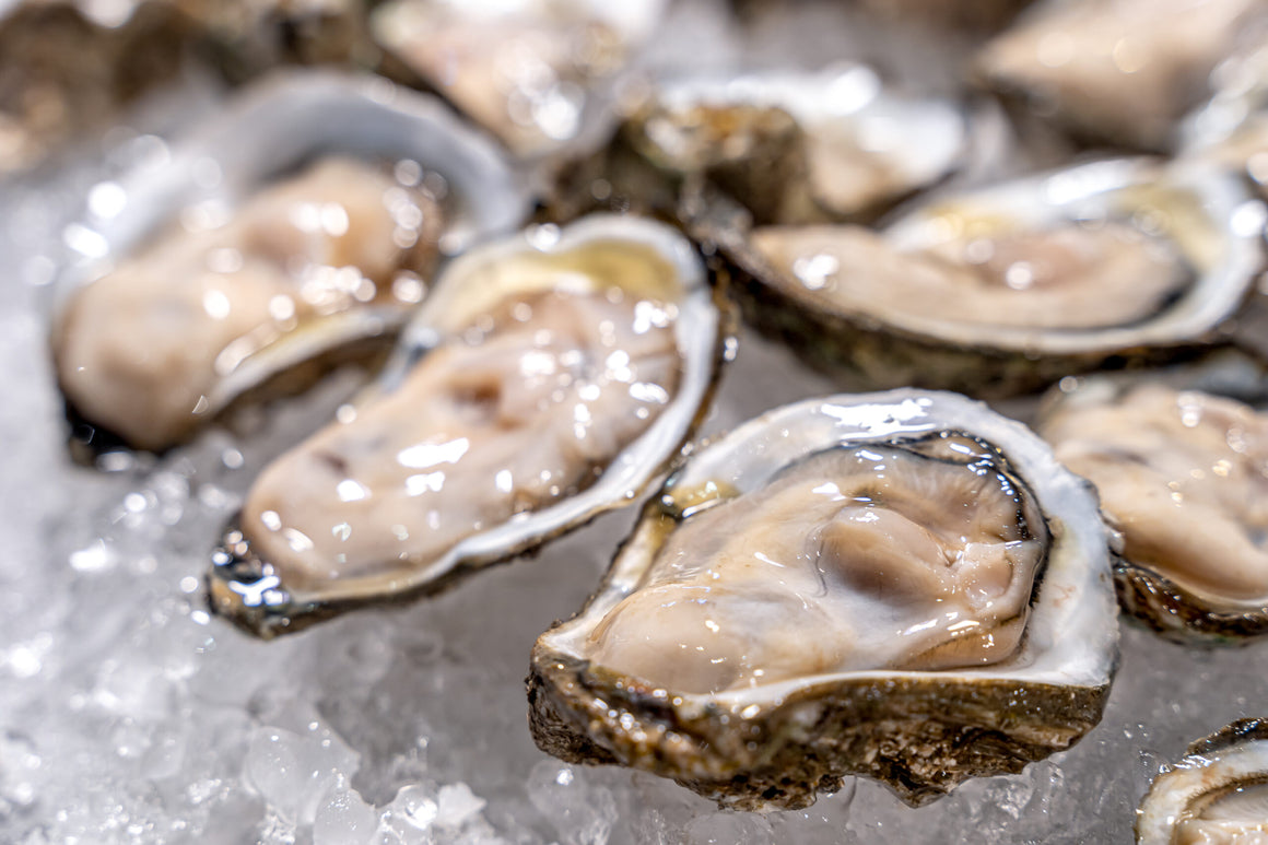 Chesapeake Bay Shucked Oysters Standard or Select - Pick Up